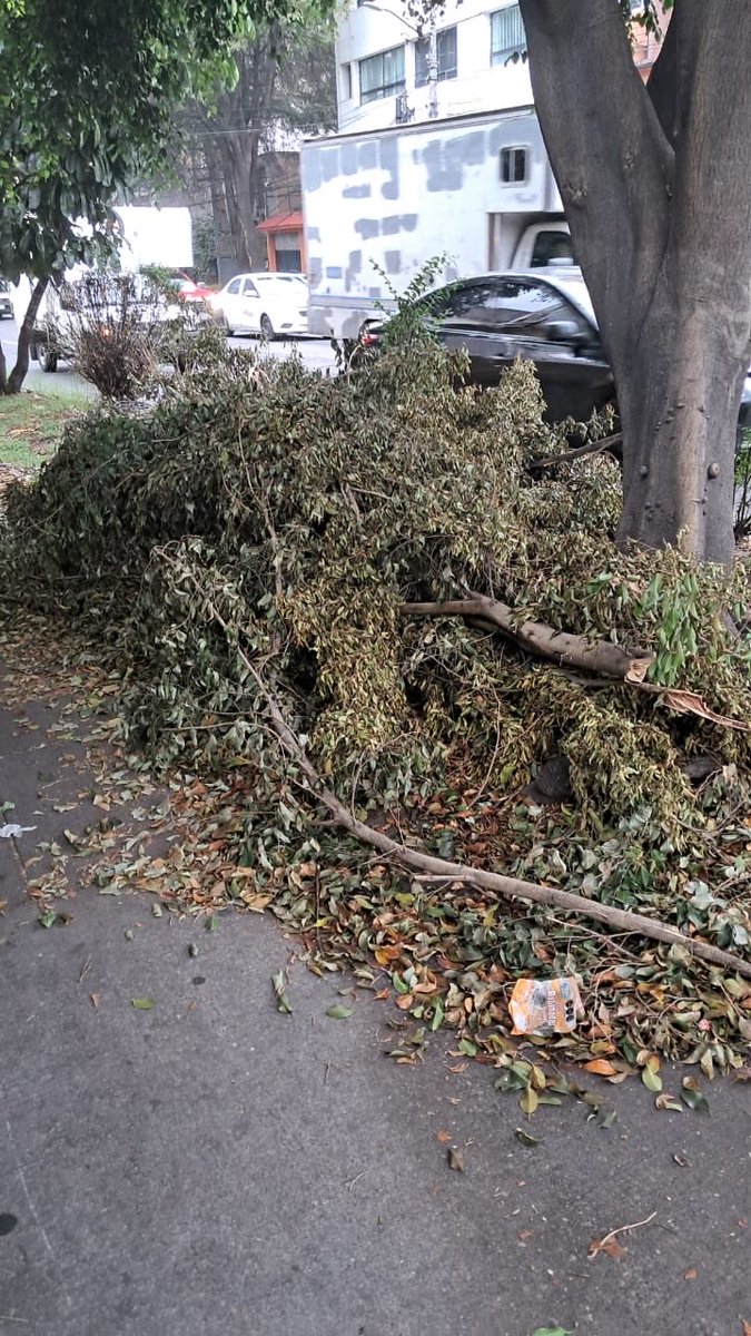 AlbrithReyes's tweet photo. @VecinosAlcBJ 
@cesac
@locatel_mx 
Desde hace semanas tenemos estos restos de basura que dejaron de la poda de árboles entre las calles Eugenia Eje 5 Sur - Av Col Del Valle y Providencia.

Su ayuda para recolección, de está acumulando fauna nociva y basura. https://t.co/WZkxj5FGa8