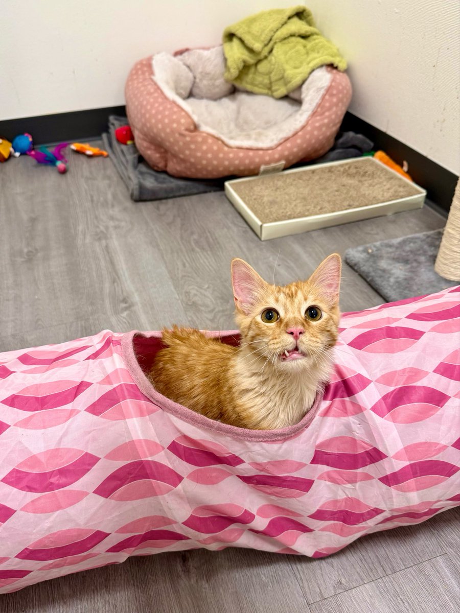Friends of Bear Cat Rescue tweet media