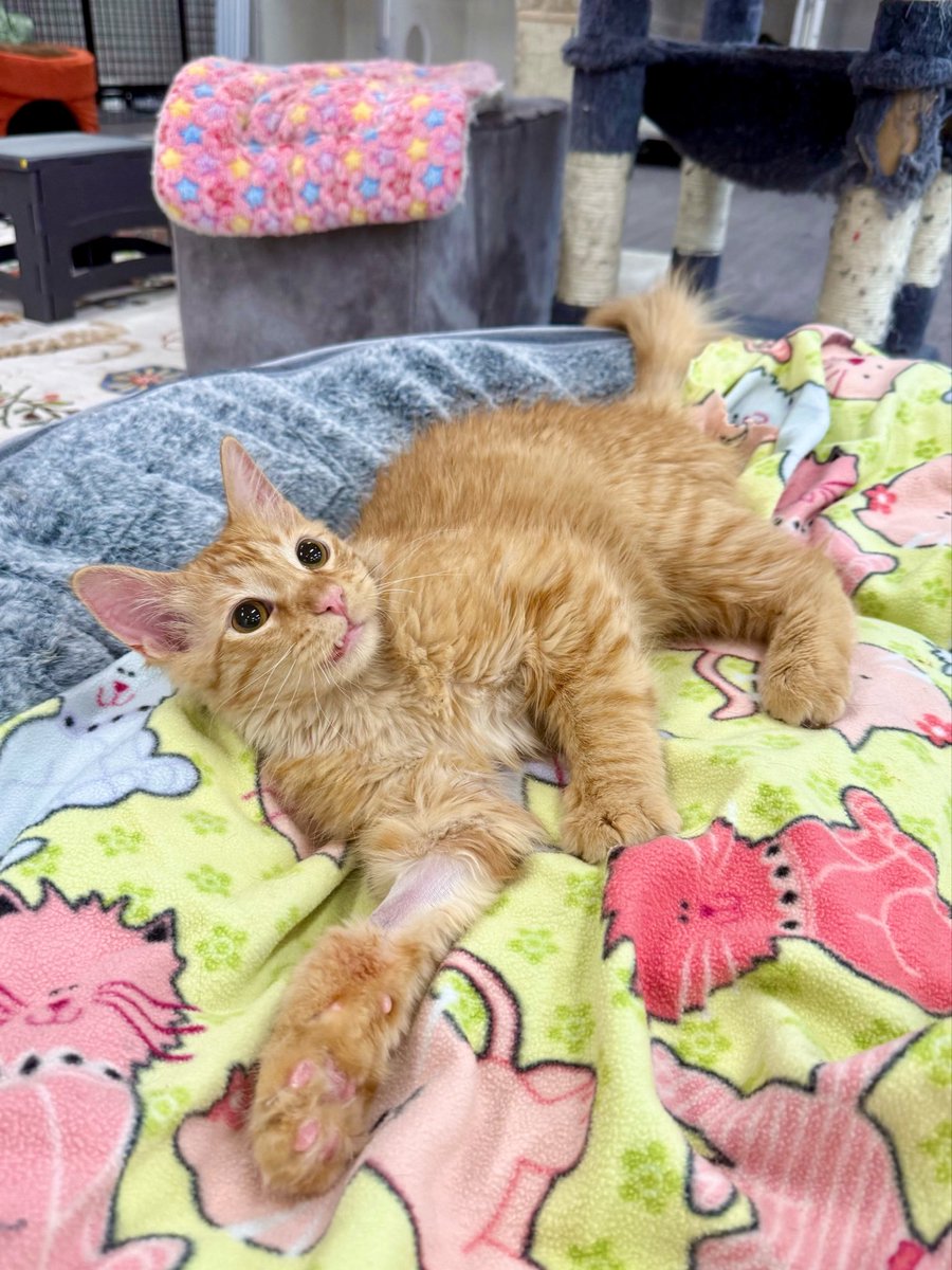 Friends of Bear Cat Rescue tweet media