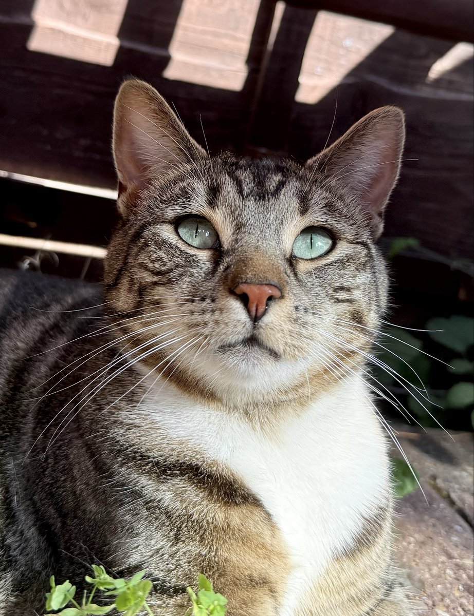 Debpuss's tweet photo. @Battersea_ My rescue cats Evie &amp; Luna https://t.co/fsp2J26iUQ