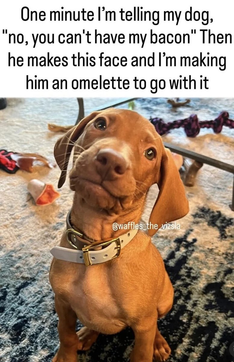 WholesomeMemes tweet media