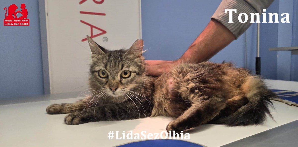Lida sez. Olbia ODV tweet media