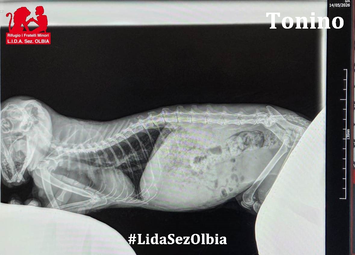 Lida sez. Olbia ODV tweet media