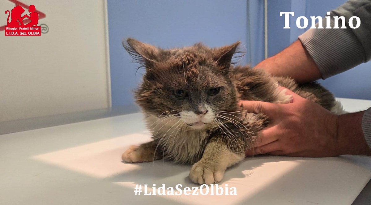 Lida sez. Olbia ODV tweet media