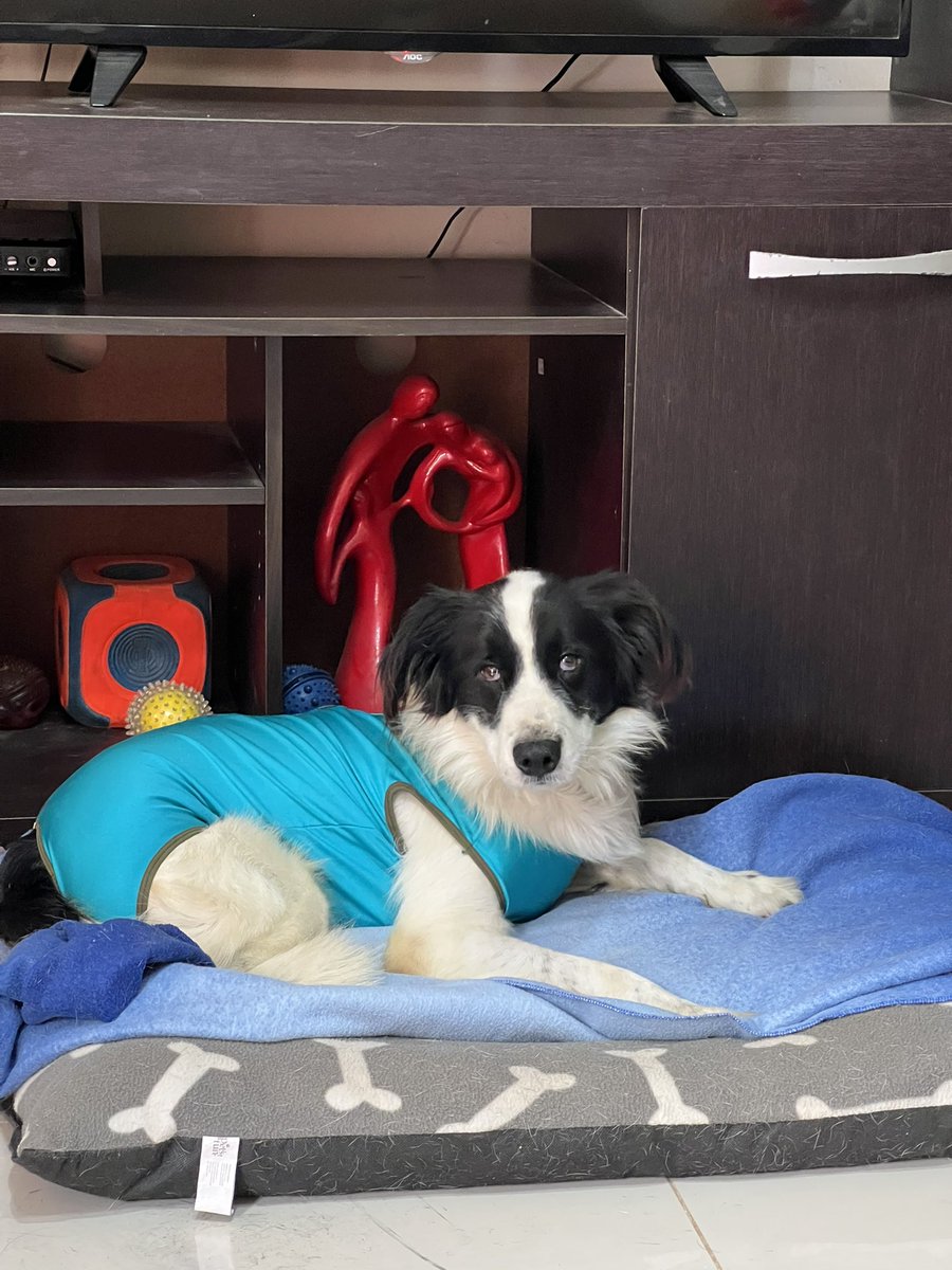 peravi's tweet photo. Actualización #Baco
Hoy por fin pudiendo esterilizarlo 🫶🏼 muchas gracias a las personas que apoyaron en su momento a cubrir estos gastos. Me demoré un poco porque antes de la cirugía quería que agarre un poco de confianza con todos en el temporal. Mil gracias https://t.co/tQkXLGWPWM