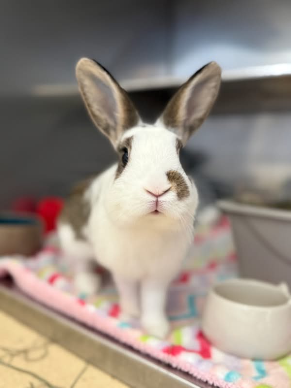 House Rabbit Society tweet media