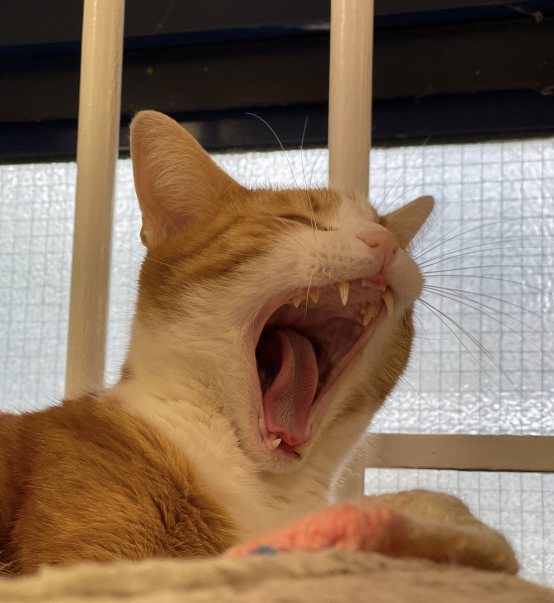 George The Stourbridge Junction Station Cat tweet media