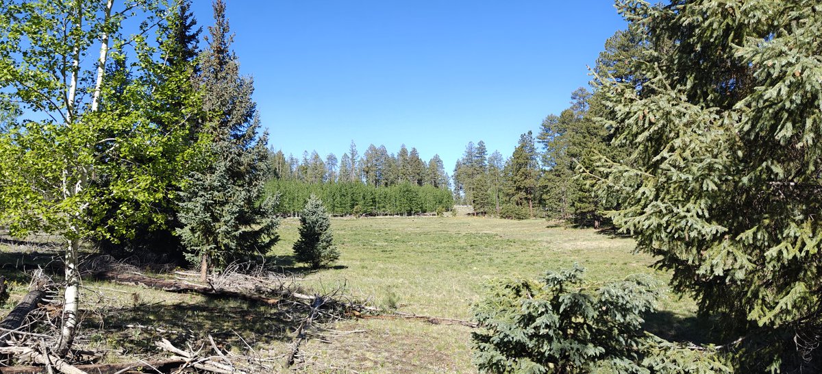 WorkingHardInIT's tweet photo. Hiking ... Apache-Sitgreaves National Forest https://t.co/J81GQve4CF