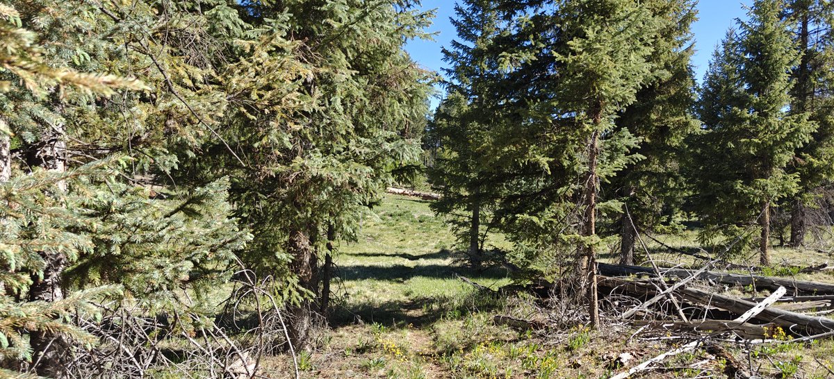 WorkingHardInIT's tweet photo. Hiking ... Apache-Sitgreaves National Forest https://t.co/J81GQve4CF
