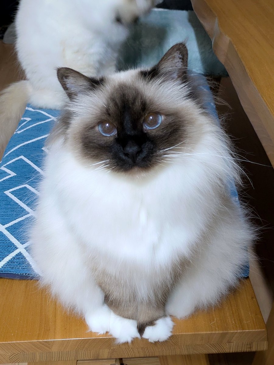 青い瞳のねこ (@jayro8376) / Posts / X
