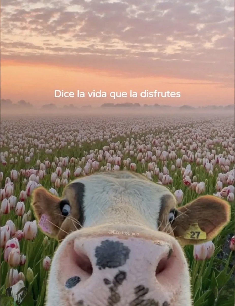 Dilo con dibujos tweet media