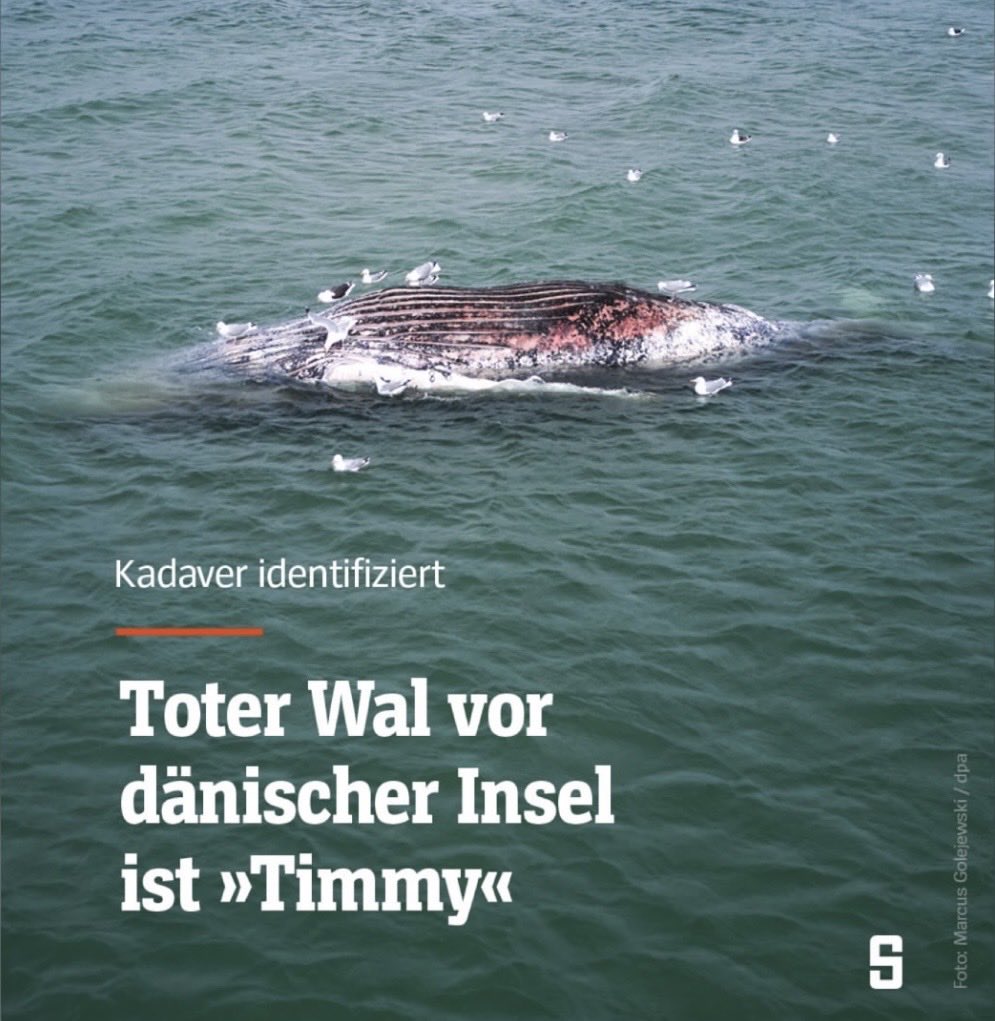 OrthopaeDenker tweet media