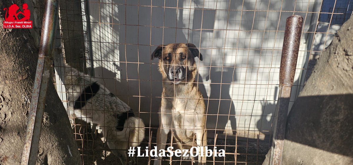 Lida sez. Olbia ODV tweet media