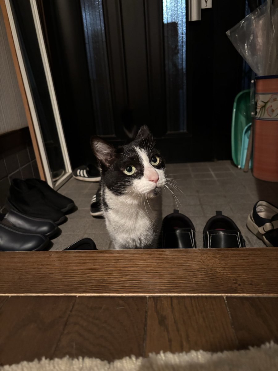 おはようございます😃 🐱どこ行くにゃ？ 👩ちょっとそこまで💕 ＃猫
