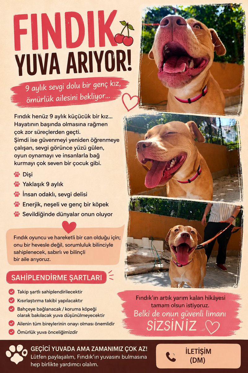 Eva_queenn's tweet photo. Arkadaşlar bu güzeller güzeli kız çocuğuna çok çok güzel bir yuva arıyorum. Paylaşım ve rt desteği istiyorum. Isırmayı bilmiyor sevgi yumağı bir kız hadi onun güvenli limanını birlikte bulalım.
Yer :İzmir https://t.co/UEvEm32Obm
