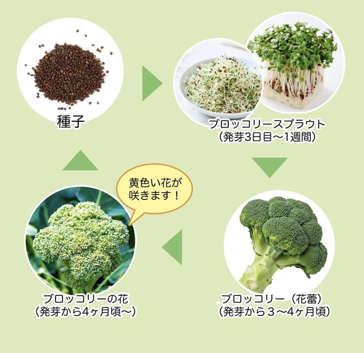 ポメ太郎 tweet media