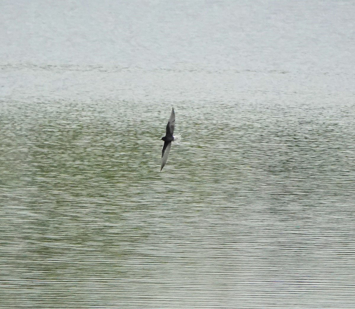 Long Nab Birder tweet media