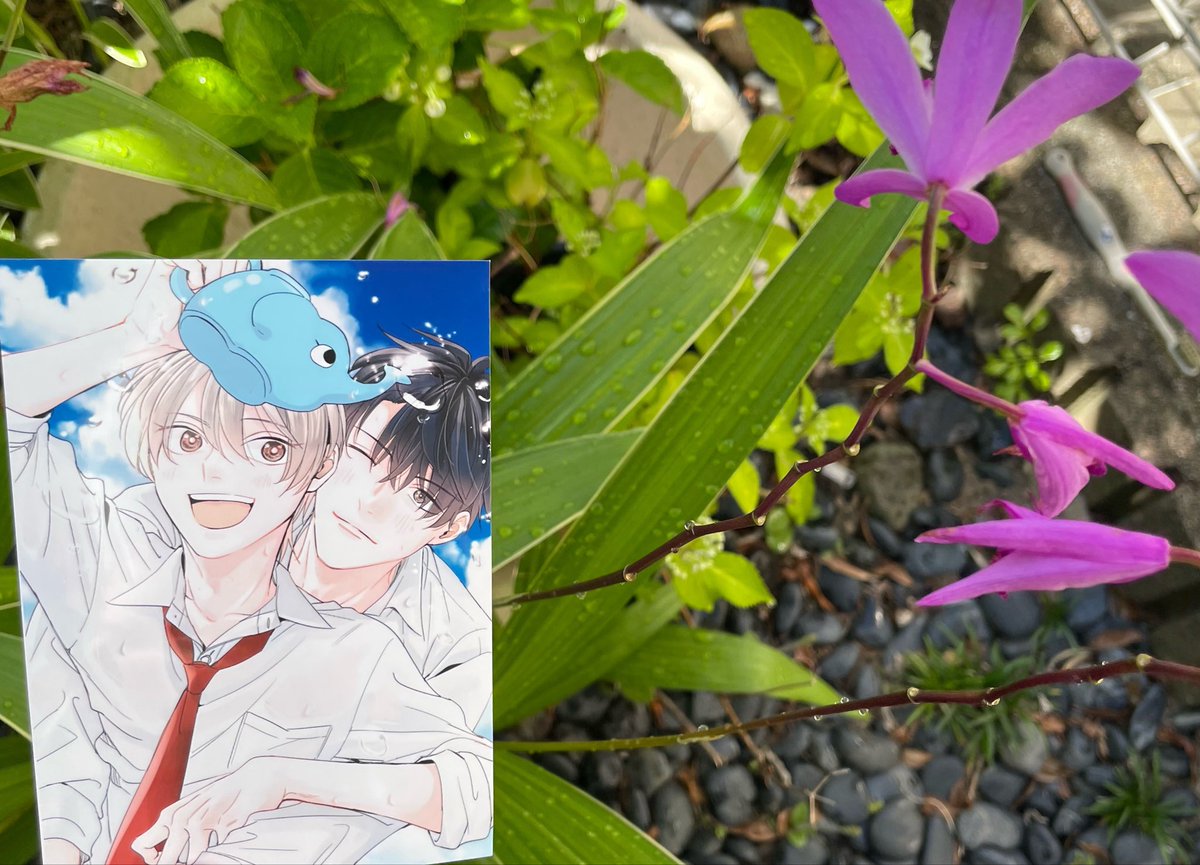 暑い💦もう夏ですか⁉️🌻✨ 本日は今からお仕事です😥わが家の紫陽花が