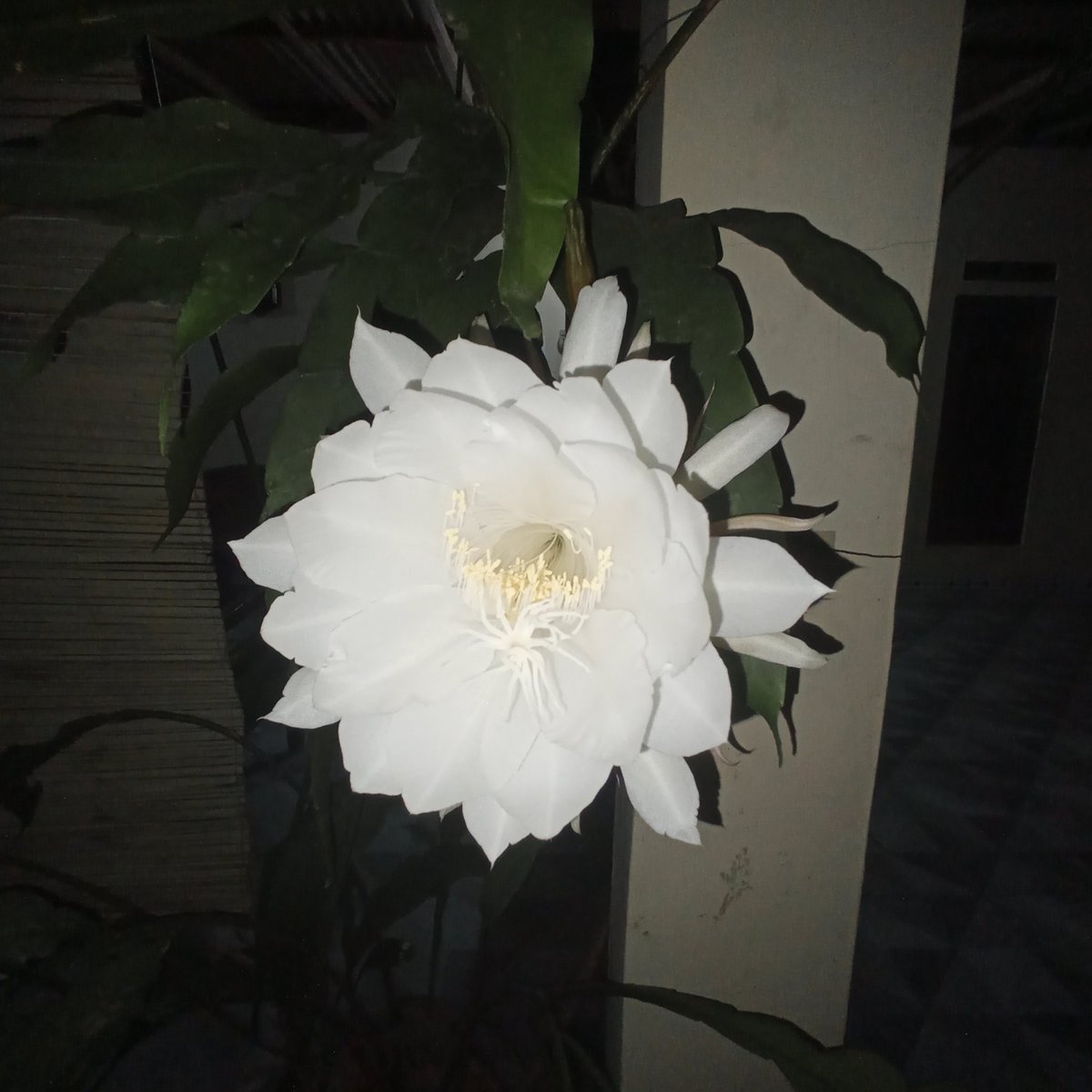 ridimpaa tweet picture
