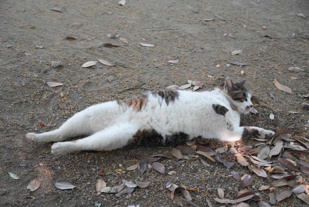 神社境内の猫ちゃん 2026.05.17 其のニ レイ−2 ちびっ子軍団がどっか