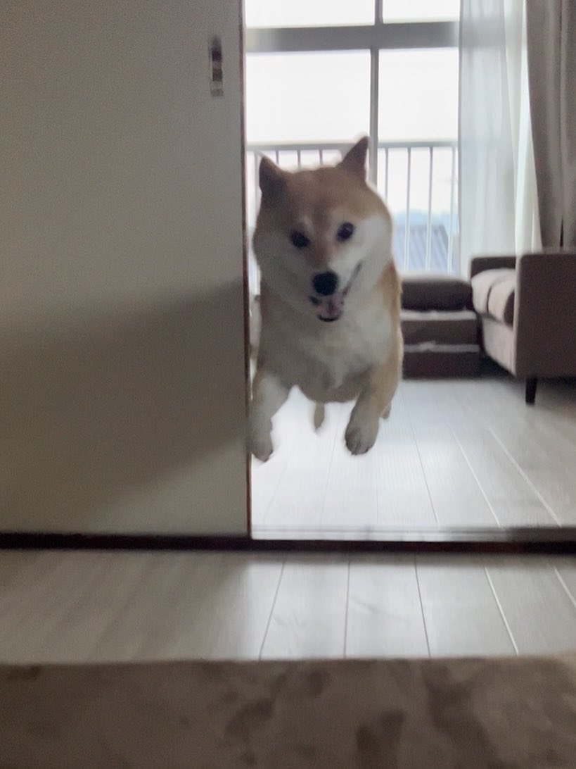 柴犬ふう太 tweet media