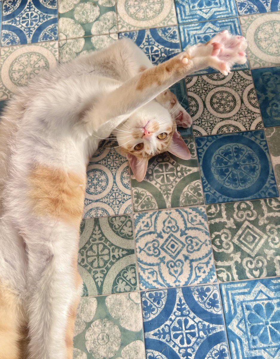 ジョーは犬&猫と共に古民家で暮らしている tweet media