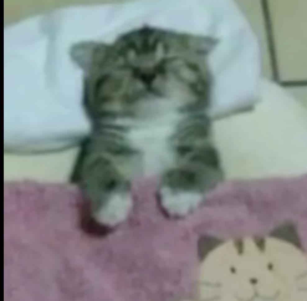 𝐋𝐞𝐳𝐲 𝐑𝐨𝐝 🙀 tweet media