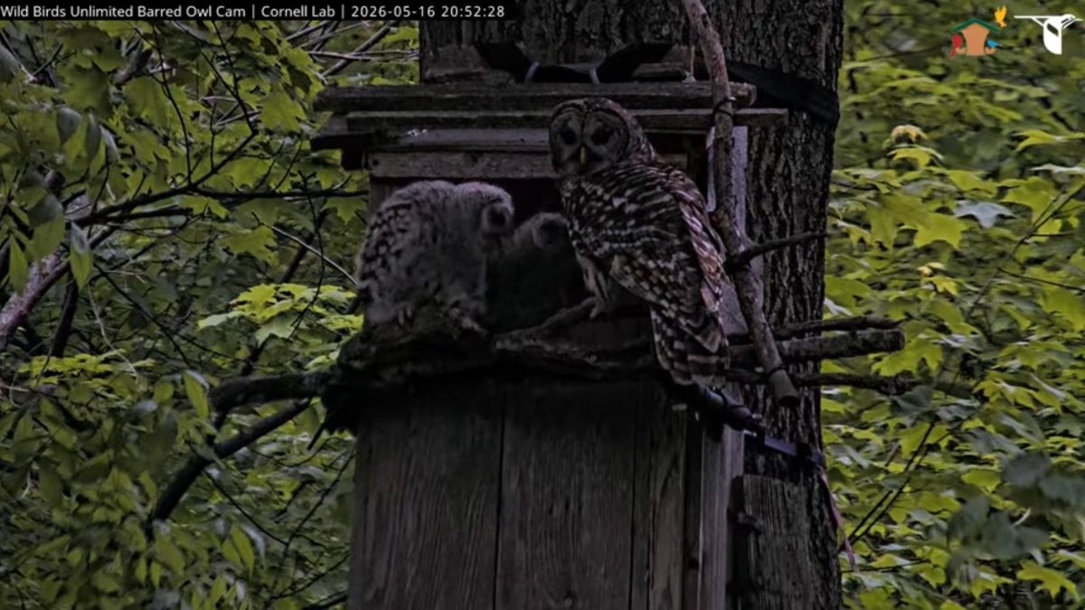WBU Barred Owl Cam tweet media