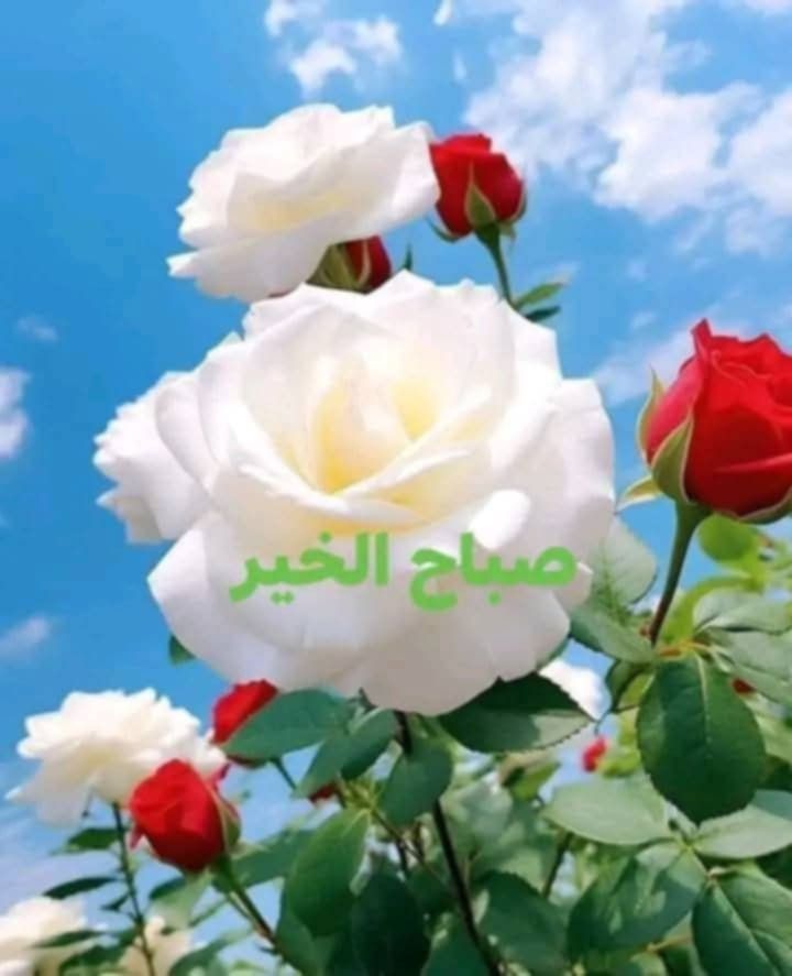 المكابيلي دمعة وابتسامة tweet media