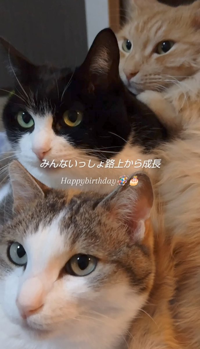 つっちー / モフ中毒365 tweet media