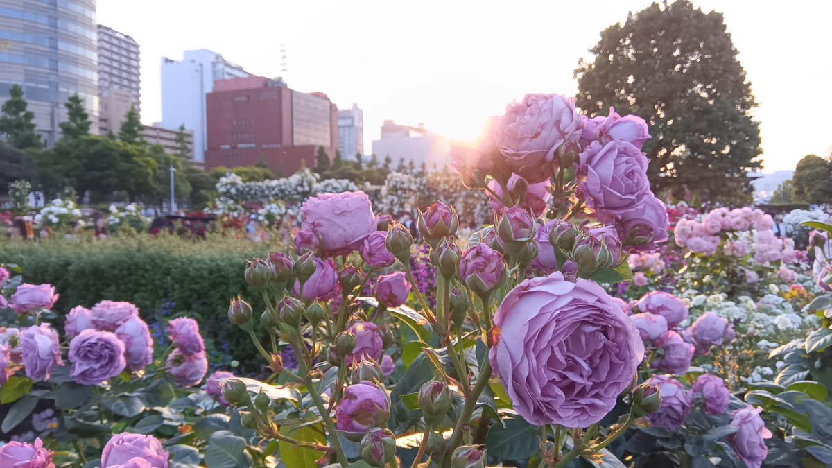 yoshidaakemi's tweet photo. 山下公園のバラ綺麗だった〜 https://t.co/65KMDHpdSS