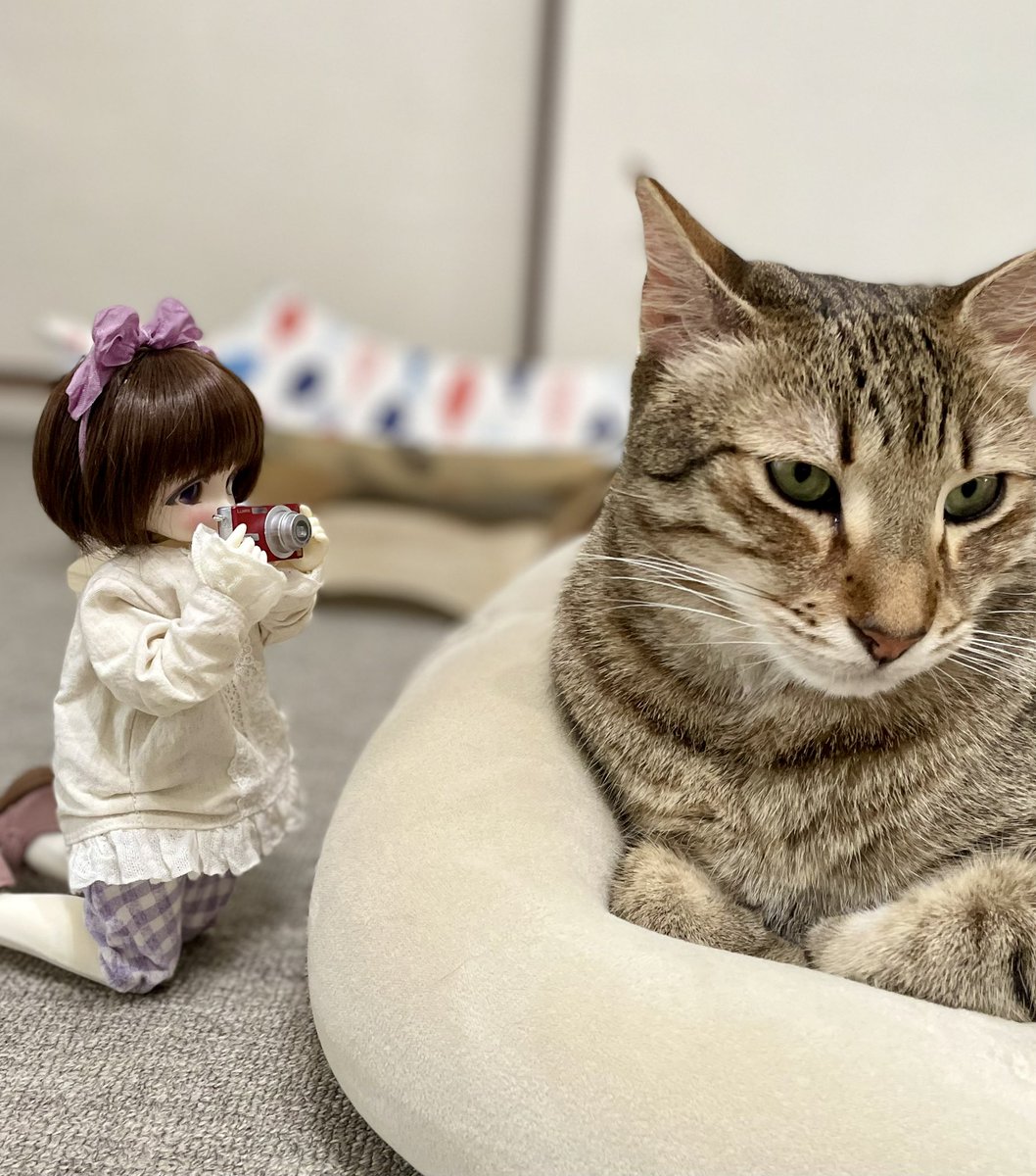 コドコ堂 tweet media