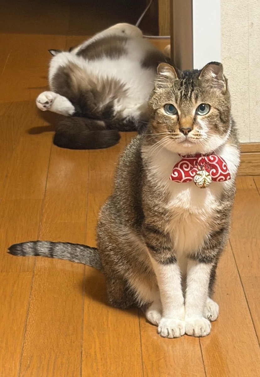 ふっくん はち可愛いね😻✨💕💕 いい写真が撮れたかと思ったら！！！ 後ろに