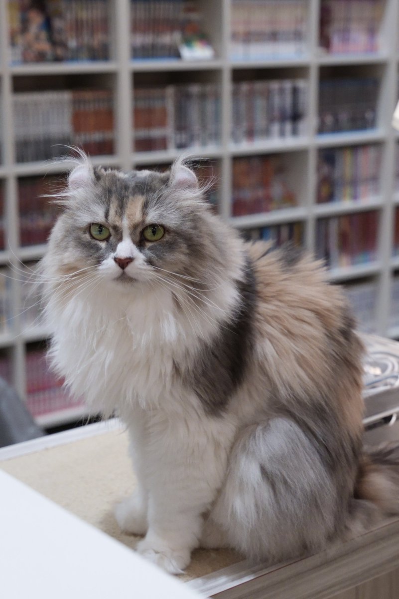 akihirocamera's tweet photo. #ilce7sm3 #sel2470gm2 #photo #cute #cat
#catcafe #nonnon https://t.co/pQ3m2N6a2p
