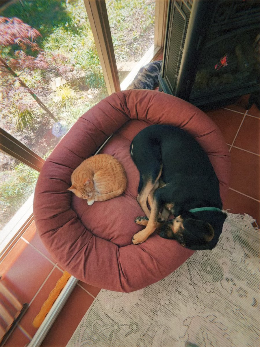 HTHAZE tweet media