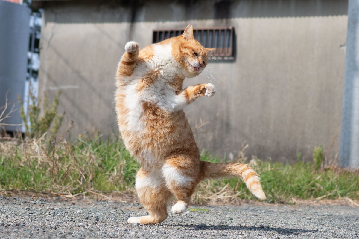 久方 広之「のら猫拳」 tweet media