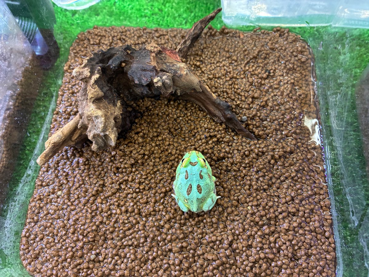 manausm4's tweet photo. マナウス長津田店です！🐸
クランウェルツノガエル(ペパーミント)ベビー入荷しております！
500円玉くらいの大きさです😳✨お隣のマスカットの子と比べるとこんなにちんまり…！！まだまだ成長過程を楽しめます🐸♪

#マナウス長津田店 #アクアショップ #クランウェルツノガエル https://t.co/2X0OKTAHCQ