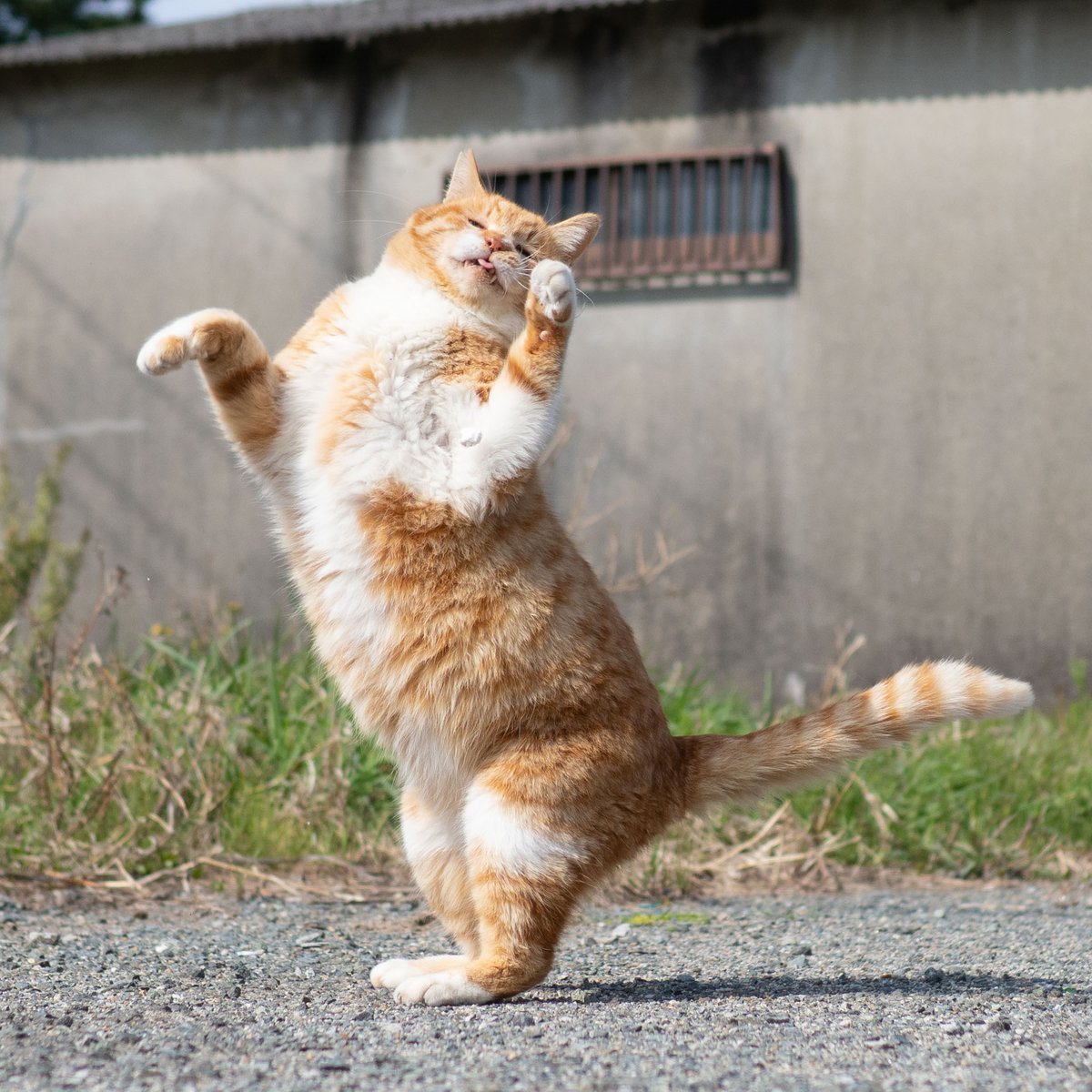 久方 広之「のら猫拳」 tweet media