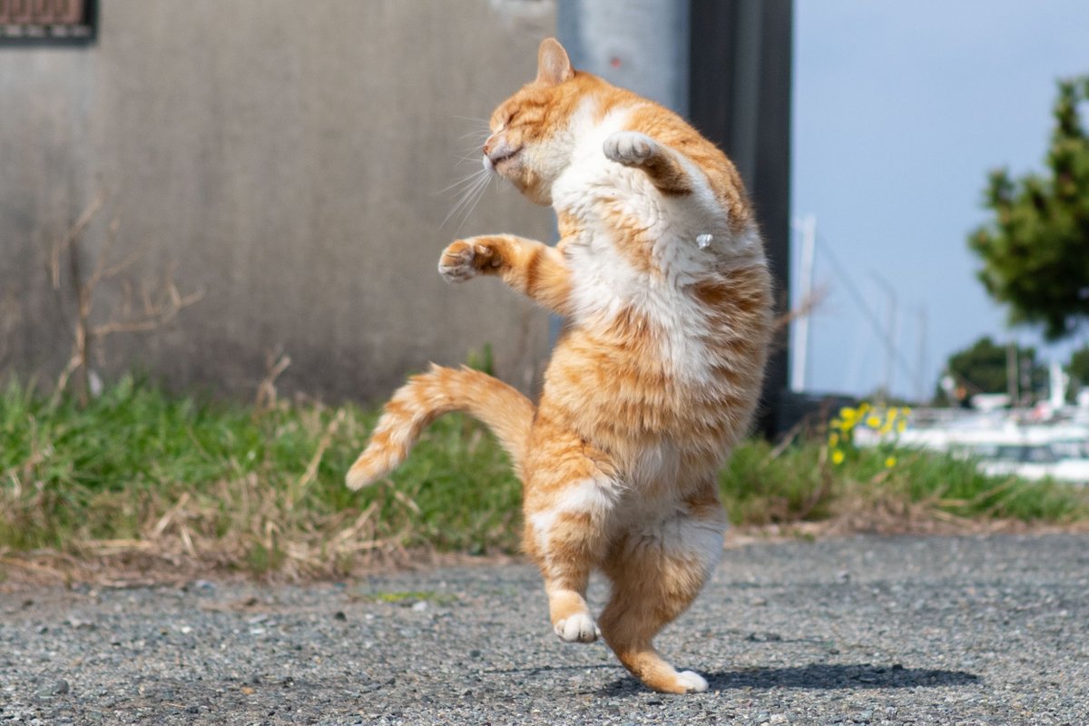 久方 広之「のら猫拳」 tweet media