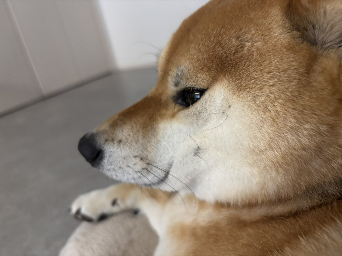 柴叉クロ tweet media