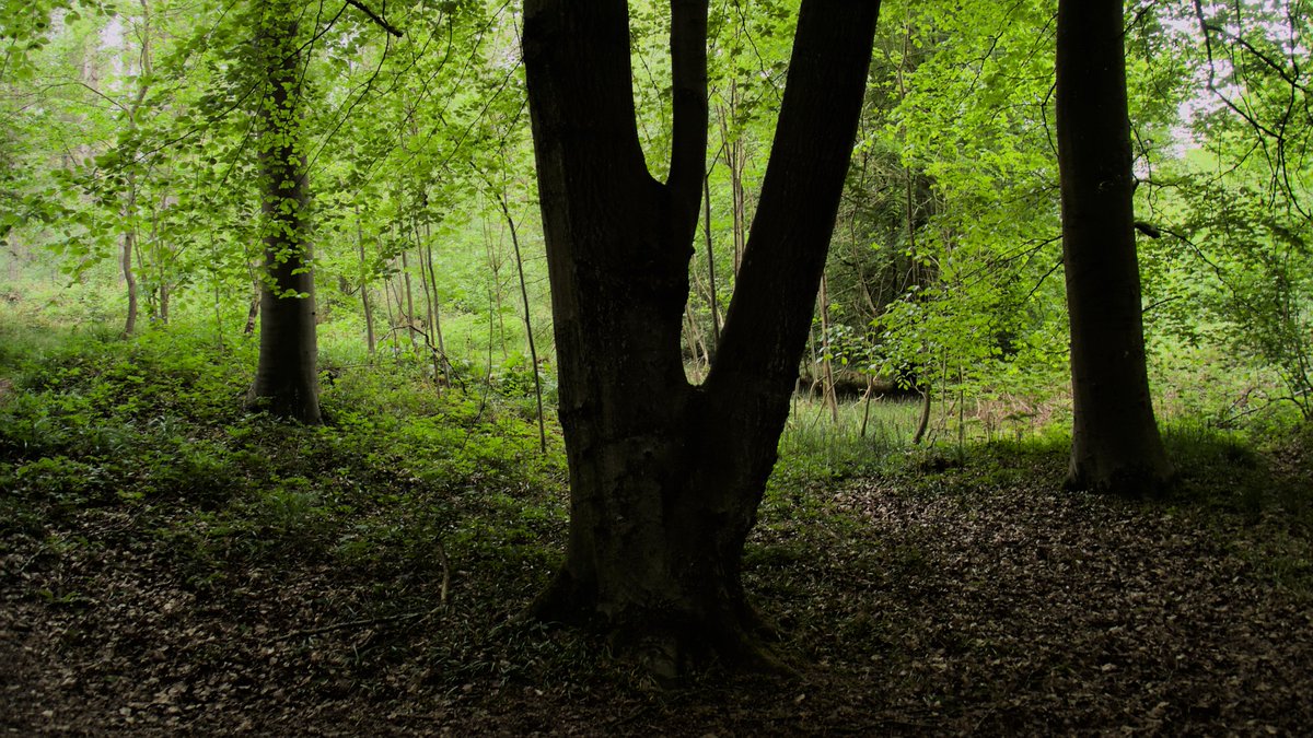 rrrooobbbppp's tweet photo. Woodland walk.
#photography #woodland #forestbathing #shinrinyoku #spring #green #OMSYSTEM #TG7 #darktable #walking https://t.co/thzxyOrwvY
