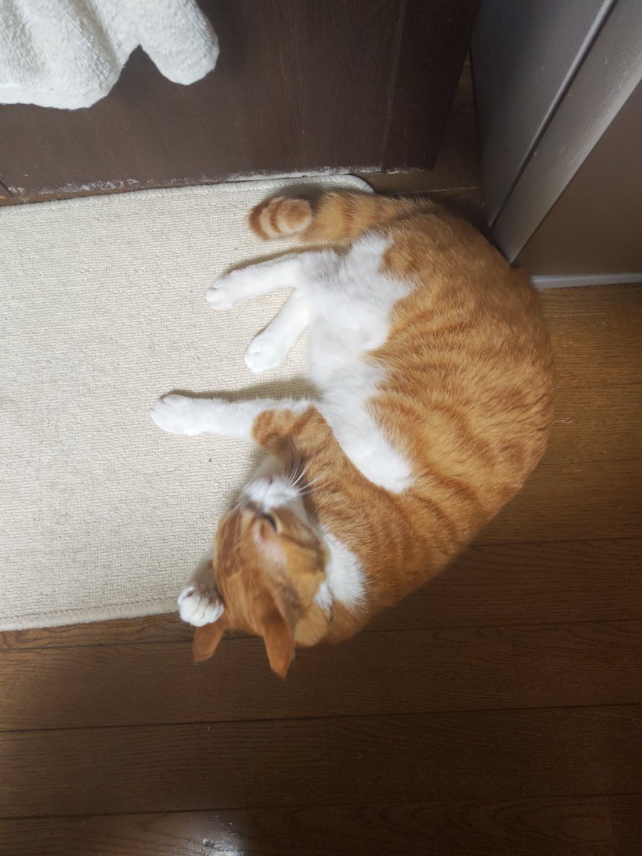 ﾕｷｶｾﾞ🌗ウマ娘やってます。 tweet media