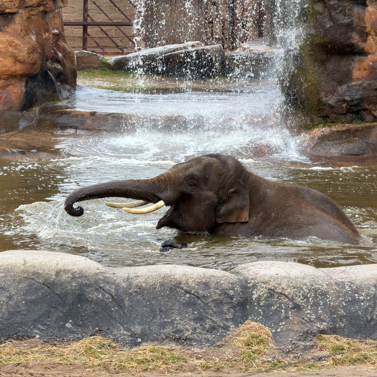 aaronstruths's tweet photo. look how happy the elephant i saw today was https://t.co/FD3fwOltwd