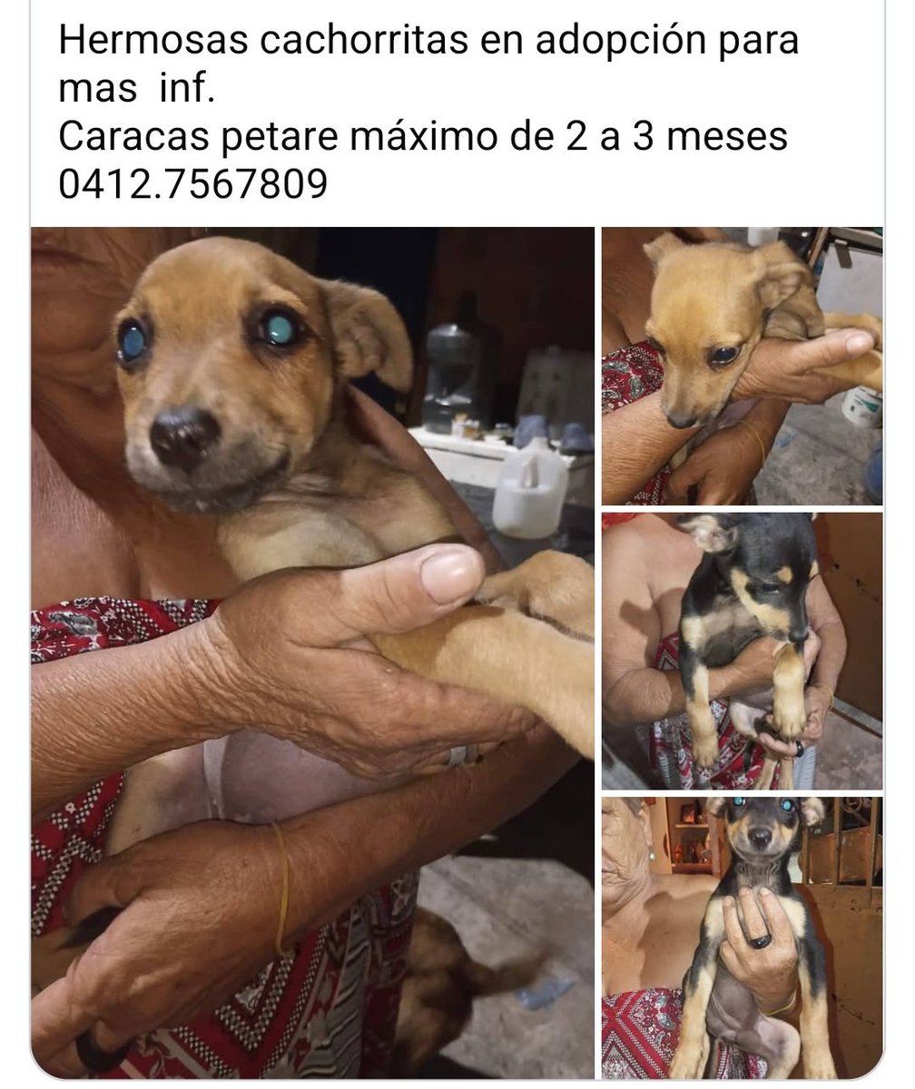 profguia tweet media