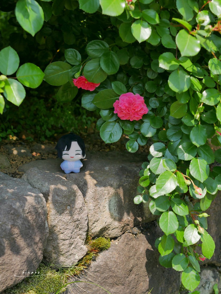 迷い込んだ先で 🌳 #MXTXぬいのいる生活 #MDZS