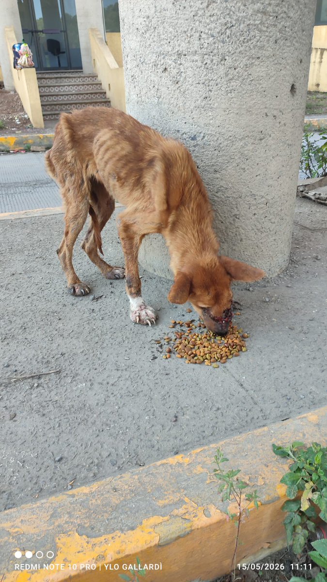 Fundacion Patitas Enlodadas AC😺🐶 tweet media