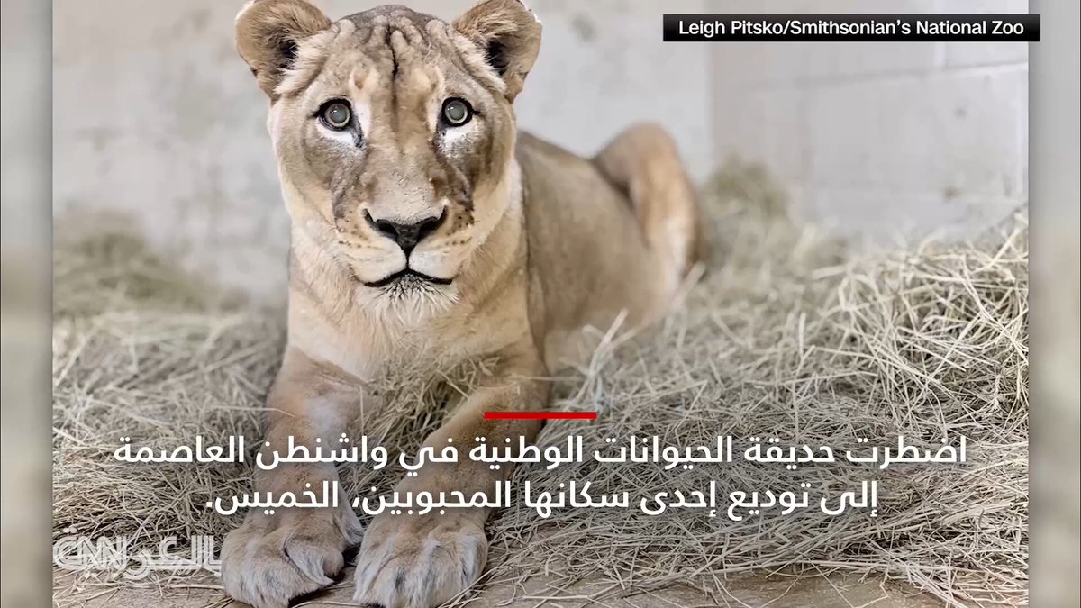 حديقة حيوانات تودع لبؤة معمّرة عاشت ما يعادل 100 عام بشري 