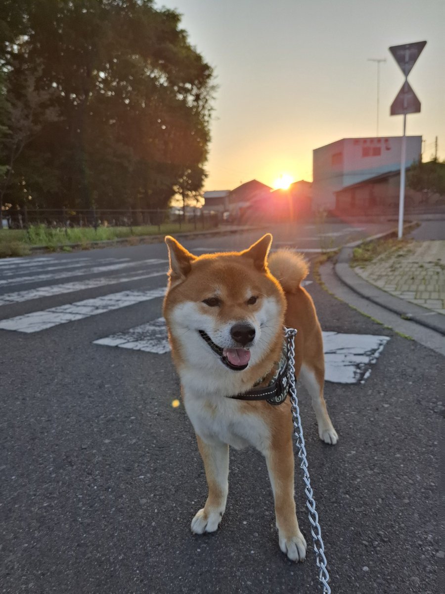 メジロライアン tweet media