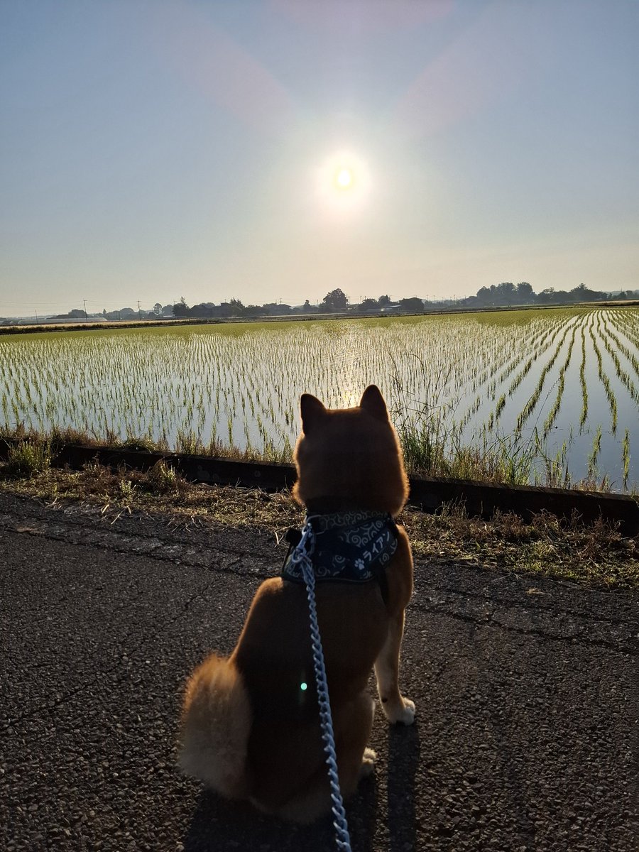 メジロライアン tweet media