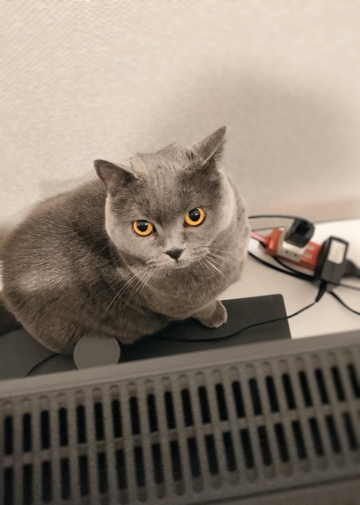 隠れんぼ大好きだけどすぐに見つかってしまう猫さん。 #猫